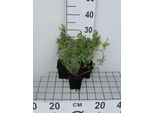 6 X Nepeta Mussinii - Erba Gatta - Vaso 9 X 9 Cm