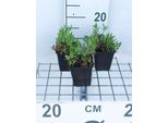 6 X Oenothera Speciosa 'Siskiyou' - Enotera - Vaso 9 X 9 Cm