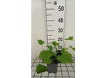 6 X Lunaria Rediviva - Lunaria - Vaso 9 X 9 Cm
