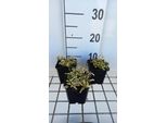 6 X Origanum Vulg. 'Aureum' - Origano - Vaso 9 X 9 Cm
