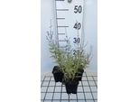 6 X Perovskia Atripl. 'Blue Jean Baby'® - Ruta Blu - Vaso 9 X 9 Cm