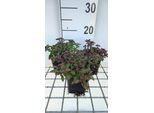 6 X Origanum Laev. 'Herrenhausen' - Origano - Vaso 9 X 9 Cm