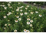 6 X Echinacea Purp. 'White Meditation'® - Fiore Di Conifera - Vaso 9 X 9 Cm
