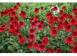 6 X Echinacea Purp. 'Eccentrica'® - Sonnenhut - Topf 9 X 9 Cm