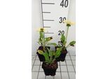 6 X Echinacea Purp. 'Chiquita' - Fiore Di Conifera - Vaso 9 X 9 Cm