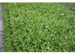 6 X Echinacea Purp. 'Sunrise'® - Fiore Di Conifera - Vaso 9 X 9 Cm