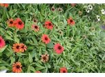 6 X Echinacea Purp. 'Julia'® - Fiore Di Conifera - Vaso 9 X 9 Cm