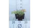 6 X Epimedium Grandiflorum - Fiore D'avorio - Vaso 9 X 9 Cm