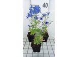 6 X Delphinium Grand. 'Blauer Zwerg' - Delphinium - Vaso 9 X 9 Cm