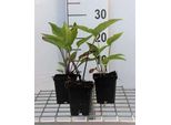 6 X Echinacea Purp. 'Leuchtstern' - Sonnenhut - Topf 9 X 9 Cm