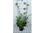 6 X Eryngium Agavifolium - Lettiera Umana - Vaso 9 X 9 Cm