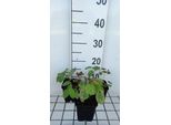 6 X Epimedium Pubigerum - Fiore Delle Fate - Vaso 9 X 9 Cm