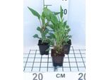6 X Echinacea Purp. Magnus" - Echinacea - Vaso 9 X 9 Cm"