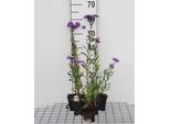6 X Erigeron Hybr. 'Azure Beauty' - Feinstrahl - Topf 9 X 9 Cm