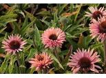 6 X Echinacea Purp. 'Sunseekers Salmon' - Sonnenhut - Topf 9 X 9 Cm