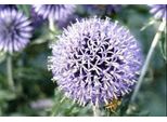 6 X Echinops Ritro - Cardo Trifoglio - Vaso 9 X 9 Cm