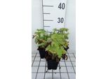 6 X Delphinium 'M.F.' Blu Scuro/Bianco Ape - Delphinium - Vaso 9 X 9 Cm
