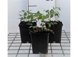 6 X Epimedium Young. 'Niveum' - Fiore Delle Fate - Vaso 9 X 9 Cm