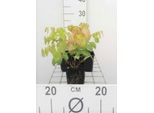 6 X Epimedium Versicolor 'Sulphureum' - Fiore Di Edera - Vaso 9 X 9 Cm