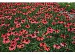 6 X Echinacea Purp. 'Sundown'® - Fiore Di Conifera - Vaso 9 X 9 Cm
