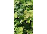6 X Epimedium Pub. 'Orange Queen' - Fiore Delle Fate - Vaso 9 X 9 Cm