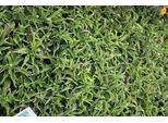 6 X Echinacea Purp. 'Mistral'® - Fiore Di Conifera - Vaso 9 X 9 Cm