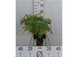 6 X Epimedium Rubrum - Fiore Delle Fate - Vaso 9 X 9 Cm