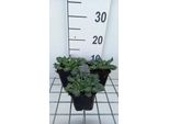 6 X Eryngium Variifolium - Lettiera Umana - Vaso 9 X 9 Cm
