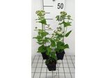 6 X Eupatorium Rugosa 'Braunlaub' - Senape D'acqua - Vaso 9 X 9 Cm