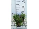 6 X Erigeron Hybr. 'Darkest All' - Raggio Fine - Vaso 9 X 9 Cm
