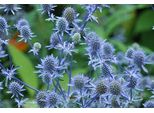 6 X Eryngium Planum - Lettiera Per Uomini - Vaso 9 X 9 Cm