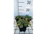 6 X Eryngium Plan. 'Blauer Zwerg' ( Hobbit Blu) - Mannstreu - Topf 9 X 9 Cm