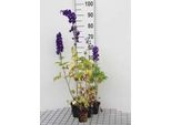 6 X Delphinium (P) 'King Arthur' - Delphinium - Vaso 9 X 9 Cm