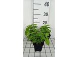 6 X Eupatorium Coelestinum - Margherita D'acqua - Vaso 9 X 9 Cm