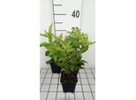 6 X Eupatorium Mac. 'Glutball' - Margherita D'acqua - Vaso 9 X 9 Cm