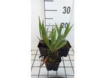 6 X Echinacea Simulata - Cavolfiore - Vaso 9 X 9 Cm