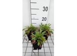 6 X Erigeron Hybr. 'Professor Korodi' - Raggio Fine - Vaso 9 X 9 Cm