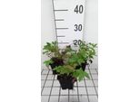 6 X Filipendula Ulm. 'Plena' - Olmaria - Vaso 9 X 9 Cm