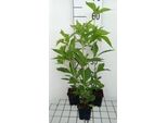 6 X Eupatorium Hybr. 'Mask' - Senape D'acqua - Vaso 9 X 9 Cm