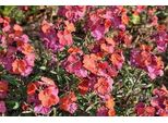 6 X Erysimum Hybr. 'Red Jep' - Cavolo Delle Pareti - Vaso 9 X 9 Cm