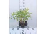 6 X Epimedium Pinn. 'Colchicum' - Fiore Delle Fate - Vaso 9 X 9 Cm