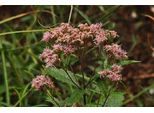 6 X Eupatorium Dub. 'Baby Joe' - Margherita D'acqua - Vaso 9 X 9 Cm