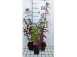 6 X Eupatorium Perfoliatum - Margherita D'acqua - Vaso 9 X 9 Cm