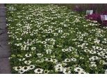 6 X Echinacea Purp. 'Virgin'® - Fiore Di Conifera - Vaso 9 X 9 Cm
