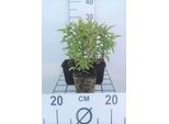 6 X Eupatorium Cannabinum - Margherita D'acqua - Vaso 9 X 9 Cm