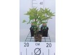 6 X Eupatorium Mac. 'Atropurpureum' - Margherita D'acqua - Vaso 9 X 9 Cm