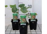 6 X Epimedium Warleyense - Elfenblume - Topf 9 X 9 Cm