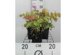 6 X Epimedium Grand. Lilafee' - Fiore Avorio - Vaso 9 X 9 Cm