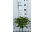 6 X Filipendula Vulgaris ( Hexapetala) - Olmaria - Vaso 9 X 9 Cm