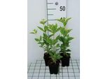 6 X Eupatorium Mac. 'Album' - Margherita D'acqua - Vaso 9 X 9 Cm